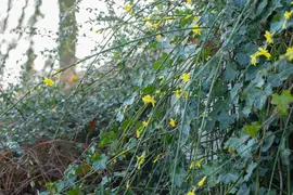 Jasminum nudiflorum (Winterjasmijn) klimplant - afbeelding 16