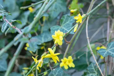 Jasminum nudiflorum (Winterjasmijn) klimplant - afbeelding 18