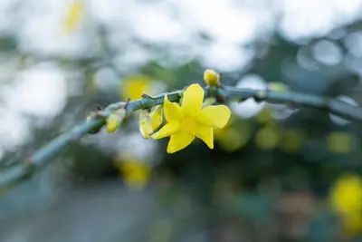 Jasminum nudiflorum (Winterjasmijn) klimplant - afbeelding 19