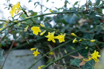 Jasminum nudiflorum (Winterjasmijn) klimplant - afbeelding 20