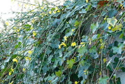 Jasminum nudiflorum (Winterjasmijn) klimplant - afbeelding 21