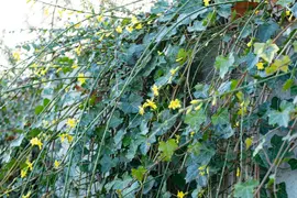 Jasminum nudiflorum (Winterjasmijn) klimplant - afbeelding 21
