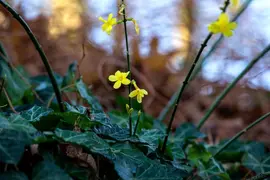 Jasminum nudiflorum (Winterjasmijn) klimplant - afbeelding 22