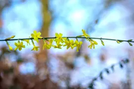 Jasminum nudiflorum (Winterjasmijn) klimplant - afbeelding 23