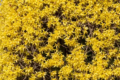 Jasminum nudiflorum (Winterjasmijn) klimplant - afbeelding 5