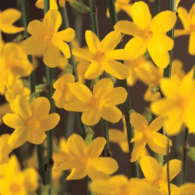 Jasminum nudiflorum (Winterjasmijn) klimplant - afbeelding 4