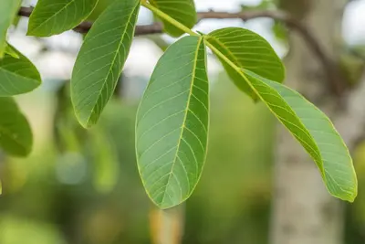 Juglans regia (Walnoot) fruitplant 100cm - afbeelding 7