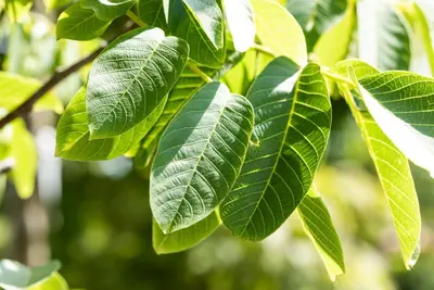 Juglans regia (Walnoot) fruitplant 100cm - afbeelding 8