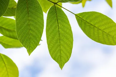 Juglans regia (Walnoot) fruitplant 100cm - afbeelding 9