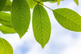 Juglans regia (Walnoot) fruitplant 100cm - afbeelding 9