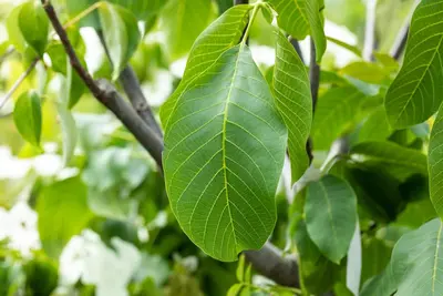 Juglans regia (Walnoot) fruitplant 100cm - afbeelding 10