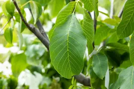 Juglans regia (Walnoot) fruitplant 100cm - afbeelding 10