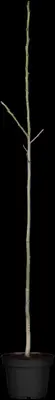 Juglans regia (Walnoot) fruitplant 100cm - afbeelding 4
