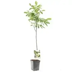 Juglans regia (Walnoot) fruitplant 100cm - afbeelding 1