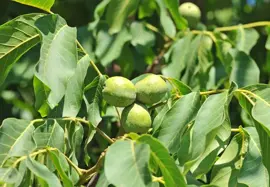 Juglans regia (Walnoot) fruitplant 100cm - afbeelding 2