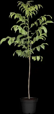 Juglans regia (Walnoot) fruitplant 100cm - afbeelding 1
