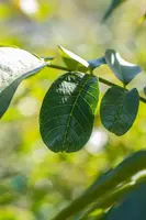 Juglans regia (Walnoot) fruitplant 100cm - afbeelding 5
