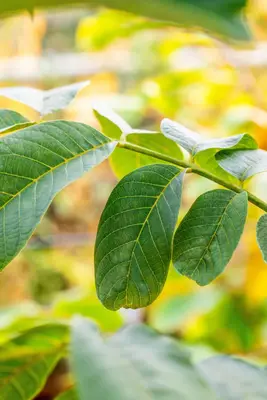 Juglans regia (Walnoot) fruitplant 100cm - afbeelding 6