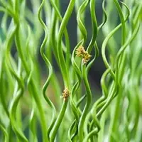 Juncus effusus 'Spiralis' (Krul pitrus) - afbeelding 2