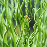 Juncus effusus 'Spiralis' (Krul pitrus) - afbeelding 1