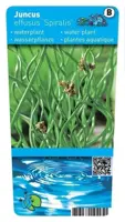 Juncus effusus 'Spiralis' (Krul pitrus) - afbeelding 1