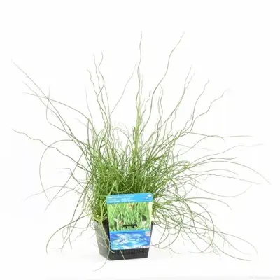 Juncus effusus 'Spiralis' (Krul pitrus) - afbeelding 2