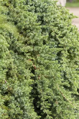 Juniperus conferta 'Blue Pacific' (Japanse Jeneverbes) - afbeelding 4
