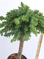 Juniperus conferta 'Blue Pacific' (Japanse Jeneverbes) - afbeelding 2