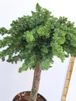 Juniperus conferta 'Blue Pacific' (Japanse Jeneverbes) - afbeelding 2