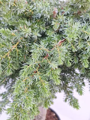 Juniperus conferta 'Blue Pacific' (Japanse Jeneverbes) - afbeelding 3