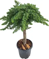 Juniperus conferta 'Blue Pacific' (Japanse Jeneverbes) - afbeelding 1