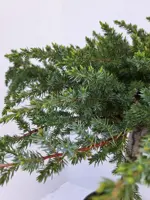Juniperus conferta 'Schlager' (Kustjeneverbes) - afbeelding 2
