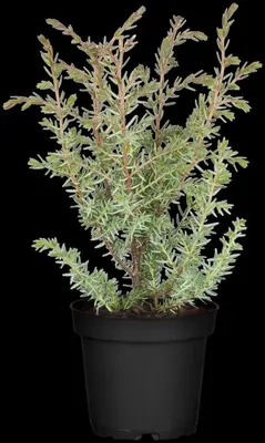 Juniperus (Juniperus) - afbeelding 4