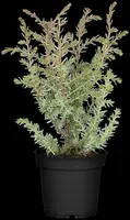 Juniperus (Juniperus) - afbeelding 4
