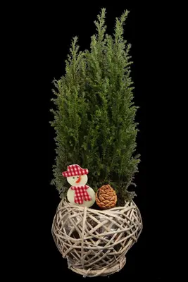 Juniperus (Juniperus) - afbeelding 1
