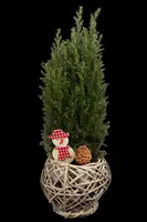 Juniperus (Juniperus) - afbeelding 1