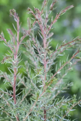 Juniperus (Juniperus) - afbeelding 6