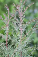 Juniperus (Juniperus) - afbeelding 6