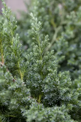 Juniperus (Juniperus) - afbeelding 8