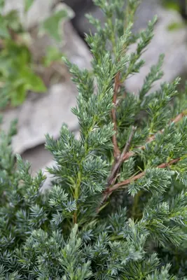 Juniperus (Juniperus) - afbeelding 9