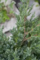 Juniperus (Juniperus) - afbeelding 9