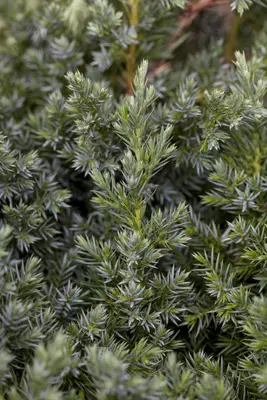 Juniperus (Juniperus) - afbeelding 10