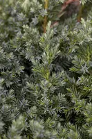 Juniperus (Juniperus) - afbeelding 10