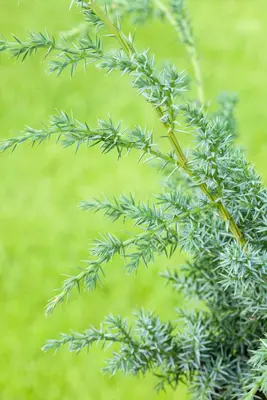 Juniperus (Juniperus) - afbeelding 12