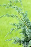 Juniperus (Juniperus) - afbeelding 12