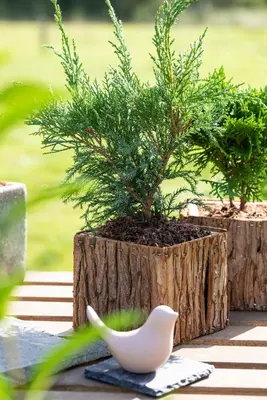 Juniperus (Juniperus) - afbeelding 15