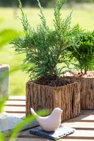 Juniperus (Juniperus) - afbeelding 15