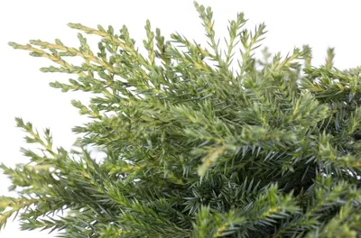 Juniperus (Juniperus) - afbeelding 2