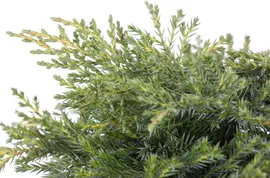 Juniperus (Juniperus) - afbeelding 2