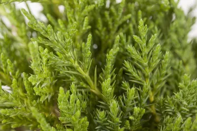 Juniperus (Juniperus) - afbeelding 3
